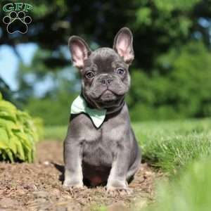Marco, French Bulldog Puppy